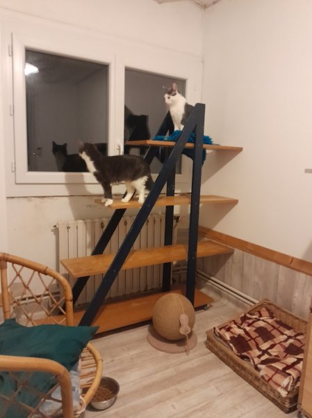 PENSION CANINE FELINE CHARENTE MARITIME ANIMOCEAN - photo 2