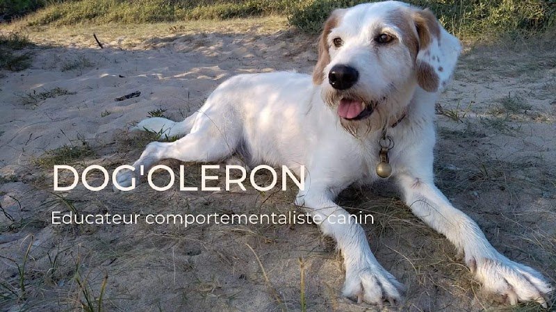 Dog'Oléron (Dog Sitting, éducation canine, promenade du chien) - Oléron