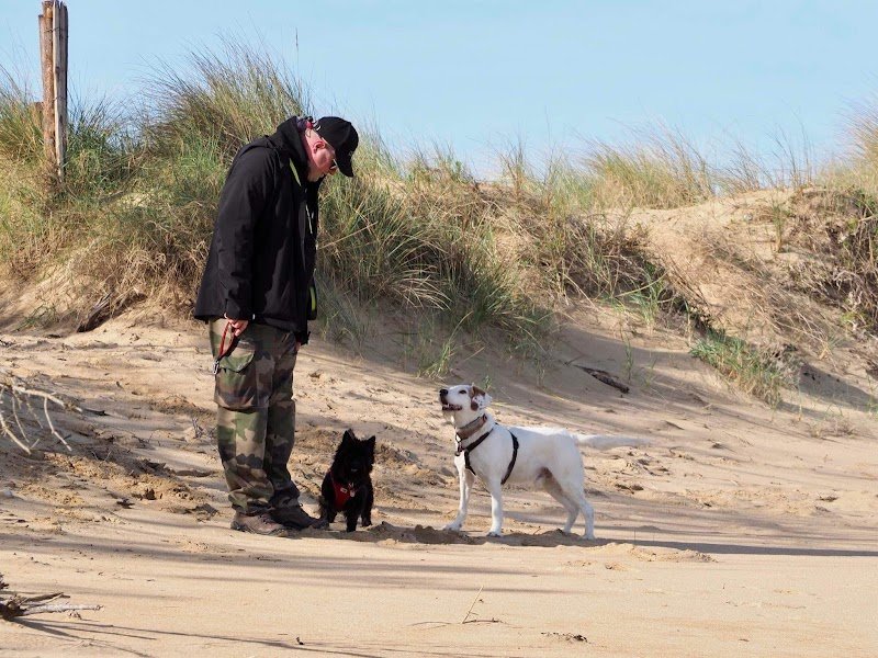 Dog'Oléron (Dog Sitting, éducation canine, promenade du chien) - Oléron - photo 2