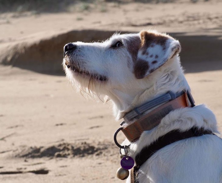 Dog'Oléron (Dog Sitting, éducation canine, promenade du chien) - Oléron - photo 3