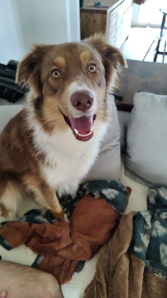 Valentin Hay Educateur Canin/ Pension Canine Le Langon - photo 3