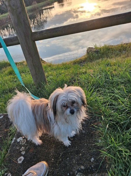 Beauty Chien - photo 2