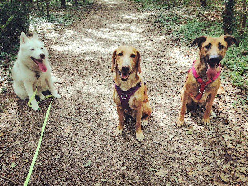 Mandy C. Toutous - Educateur et comportementaliste canin sur Niort, La Rochelle et ses alentours - photo 3