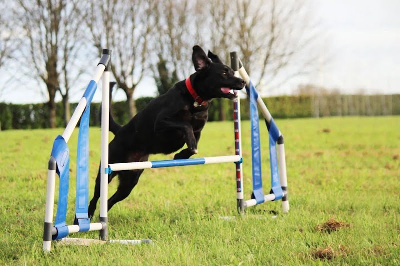 Club Canin Liversois - photo 1