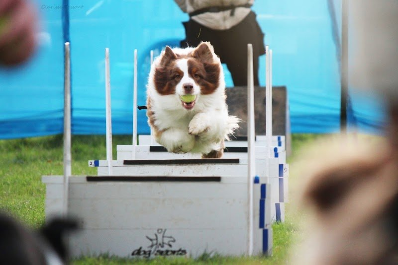 Club Canin Liversois - photo 2