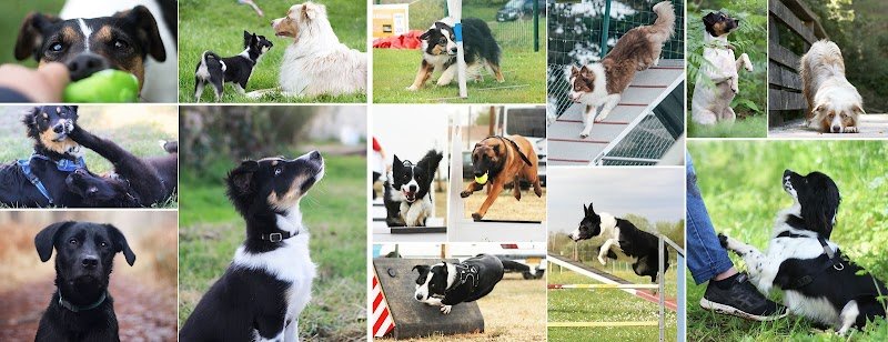 Club Canin Liversois - photo 3