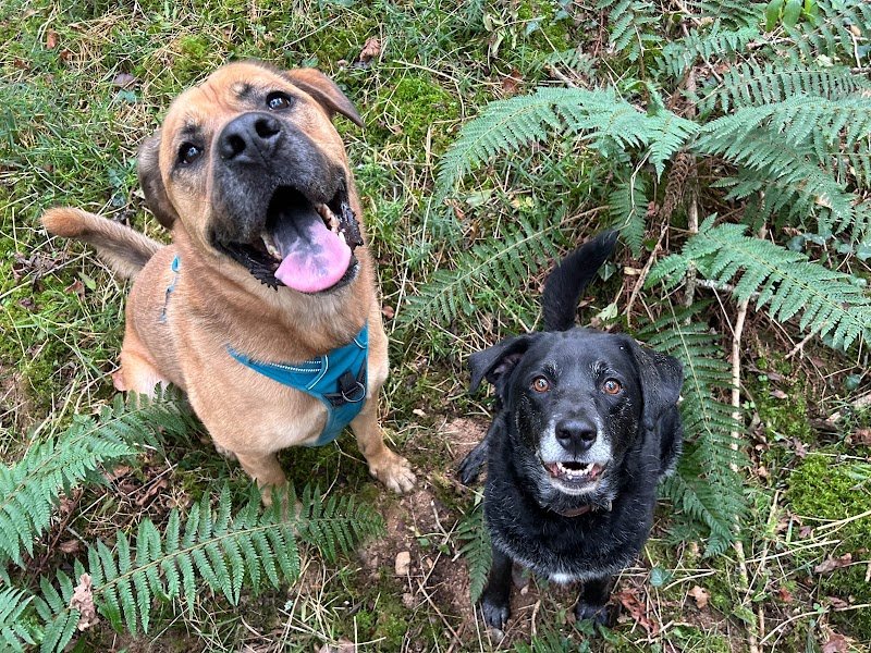 Florence Trottin - JERRI éducation canine - photo 2