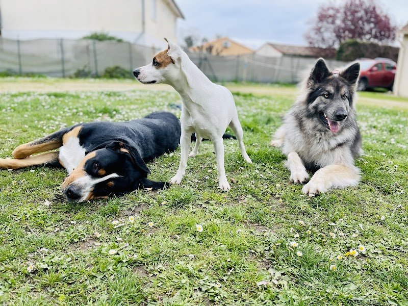 Pension chiens Les amis de Snoopy