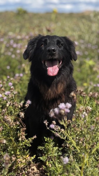 Pension chiens Les amis de Snoopy - photo 2