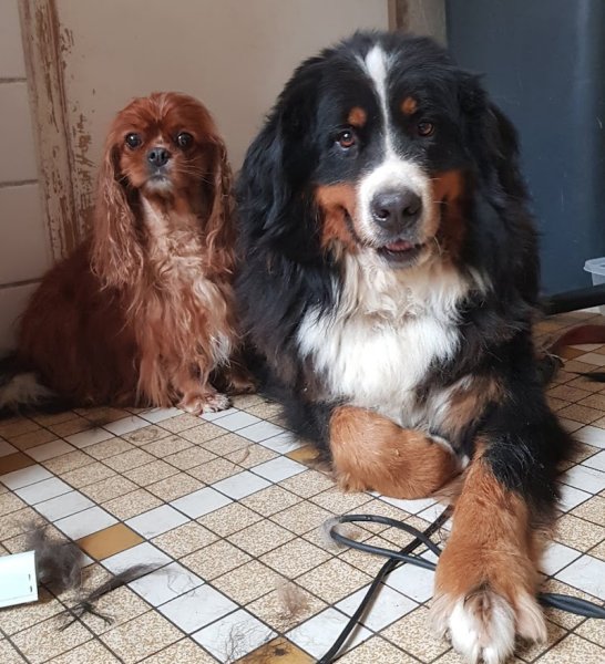 Les chiens chics - photo 2