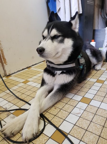 Les chiens chics - photo 3