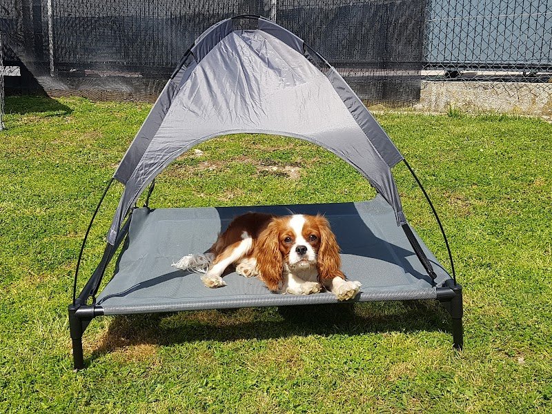 Pension familliale canine. Stéphanie Pet-Sitter. - photo 3