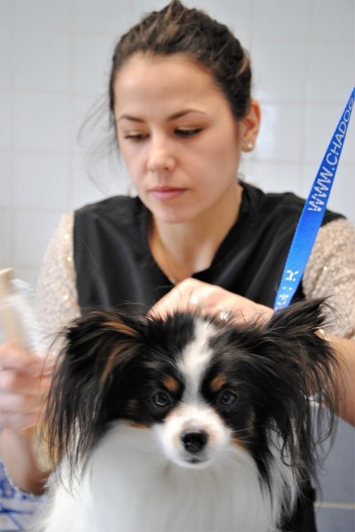 Toiletteur "Bulles Dog 17"