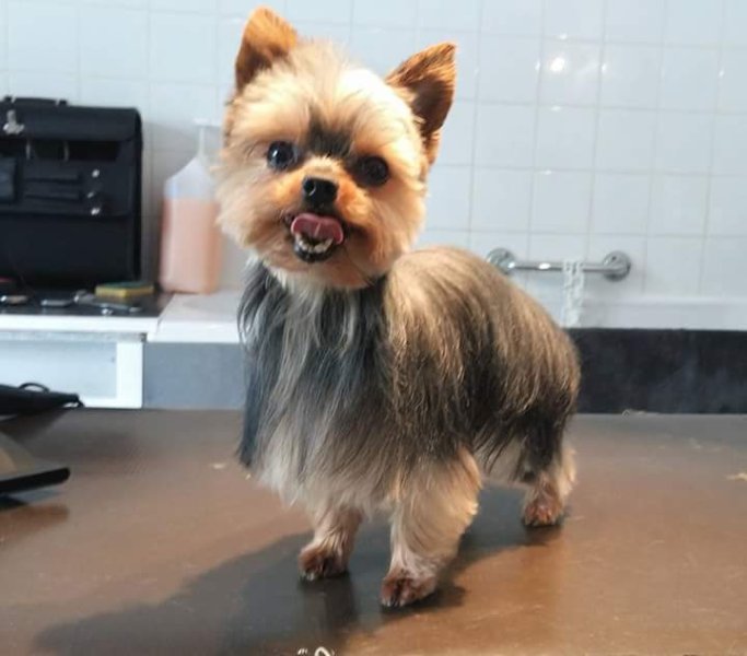 Toiletteur "Bulles Dog 17" - photo 2