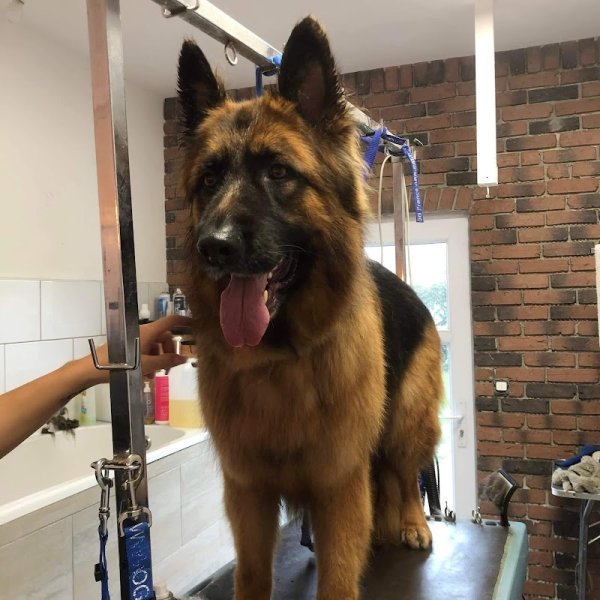 Toiletteur "Bulles Dog 17" - photo 3