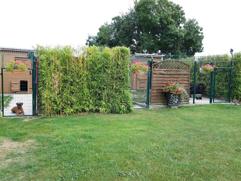 Pension canine et féline du domaine du black and white