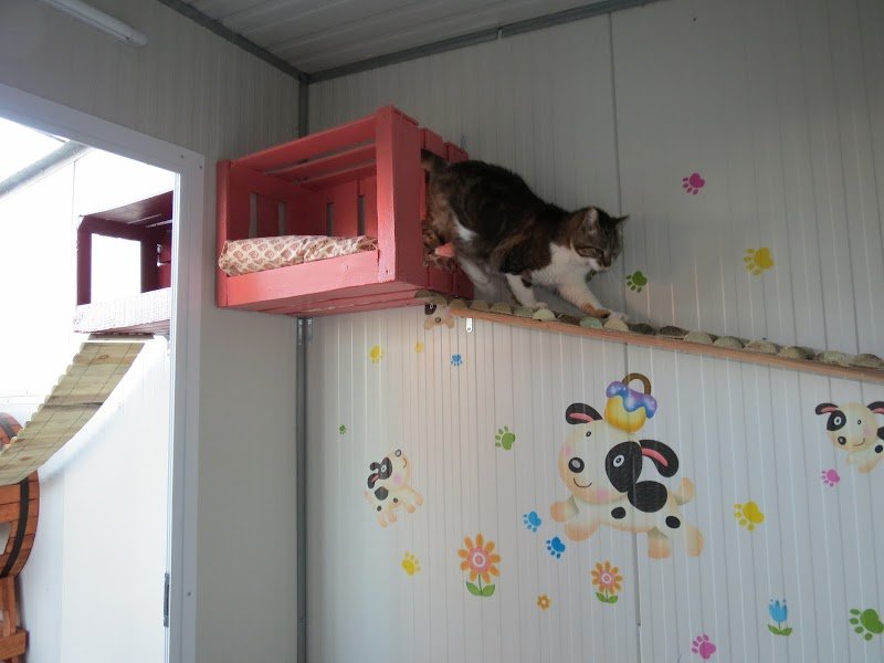 Pension canine et féline du domaine du black and white - photo 2