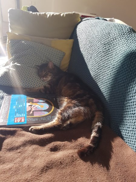 Pension canine et féline du domaine du black and white - photo 3