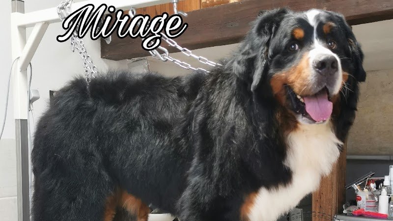 Le Studio Canin - photo 1