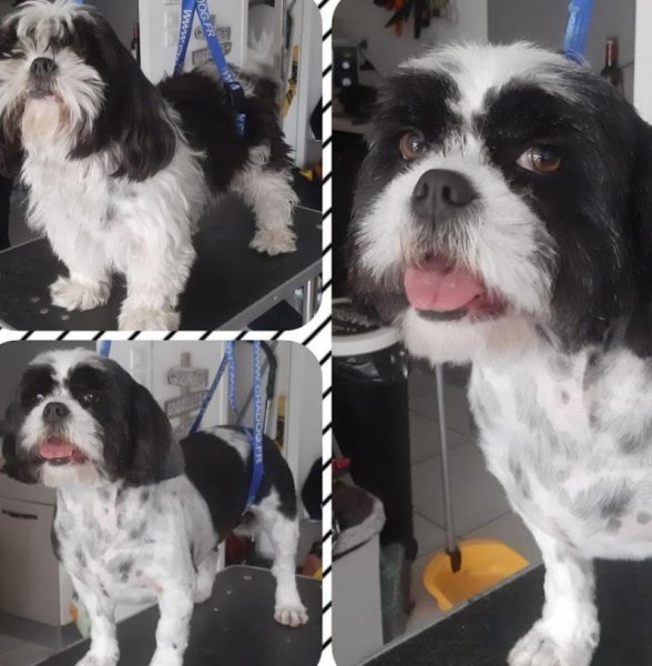 Au Paradis Canin - photo 2