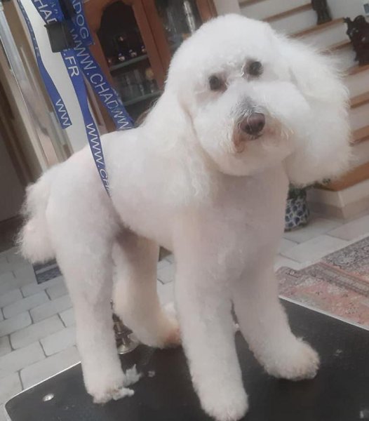 Au Paradis Canin - photo 3