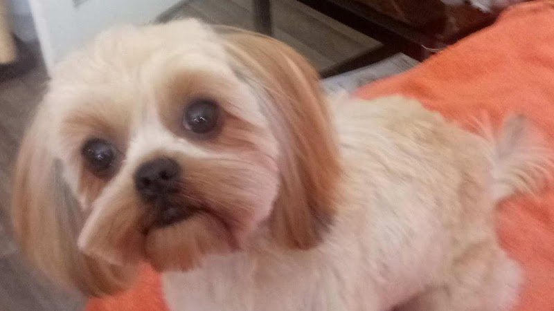 L'Institut Canin Et Felin - photo 1