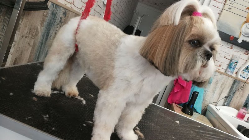 L'Institut Canin Et Felin - photo 2