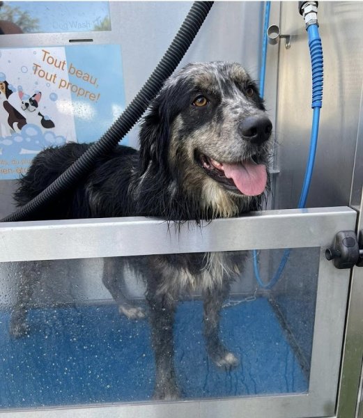 Le Toutoupropre Lavage libre service pour chien - photo 2