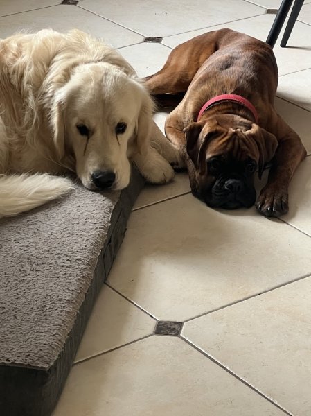 Elevage/Pension canine des Mille Fontaines