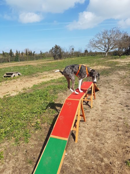 coach4dogs - photo 2