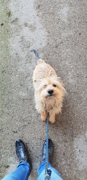 coach4dogs - photo 3