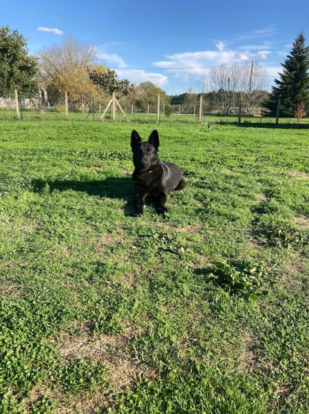 Élevage Canin du Domaine des loups légendaires