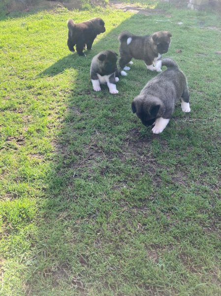 Élevage Canin du Domaine des loups légendaires - photo 2
