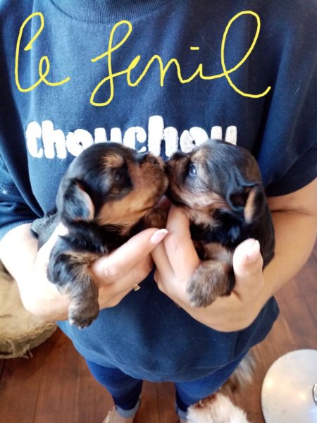 Le fenil des canailles éleveur de petits chiens