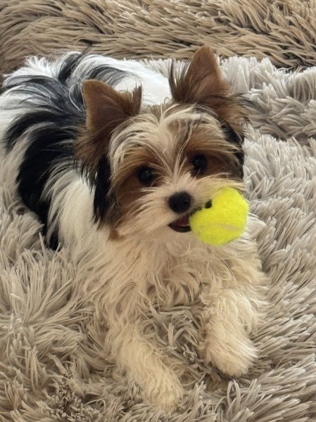 Le fenil des canailles éleveur de petits chiens - photo 2