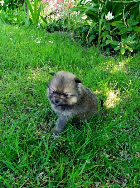 Le fenil des canailles éleveur de petits chiens - photo 3