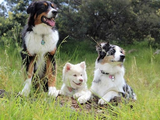 Dog Sitting 17 - photo 2