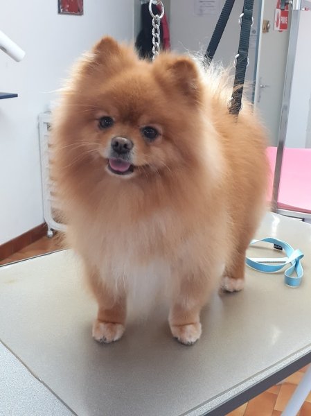 Au pontila chien - photo 2