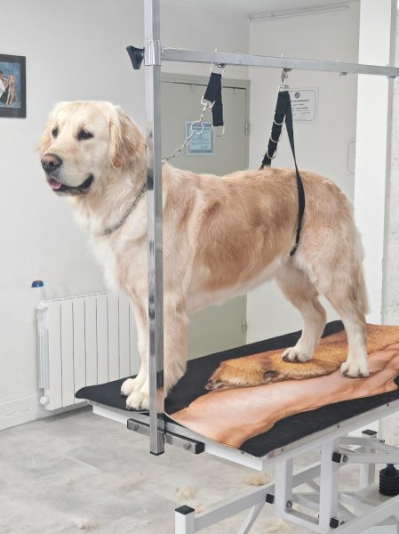 Au pontila chien - photo 3