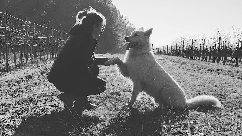 Oxmo'Educ - Educateur & comportementaliste canin