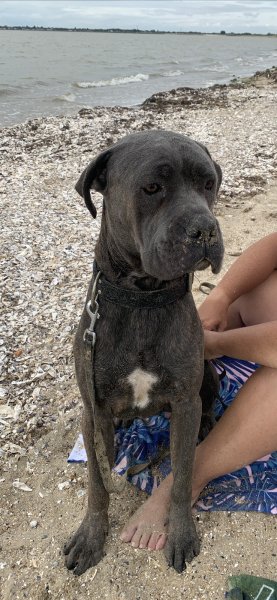 L'Univers du chien - photo 1