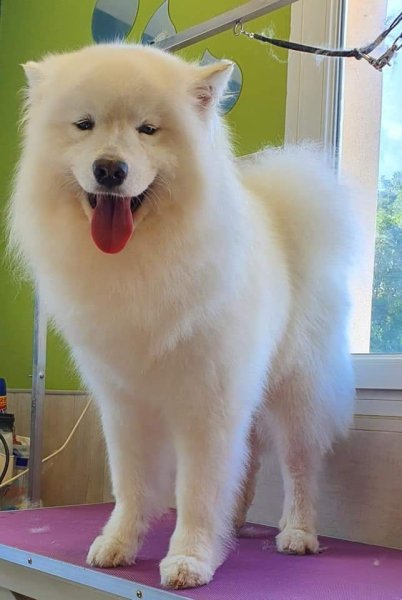 Beauty Canine 17 - photo 1