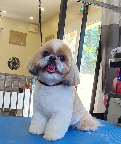 Beauty Canine 17 - photo 2