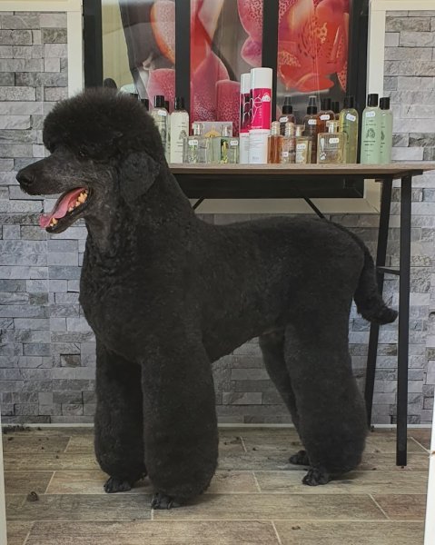 Beauty Canine 17 - photo 3