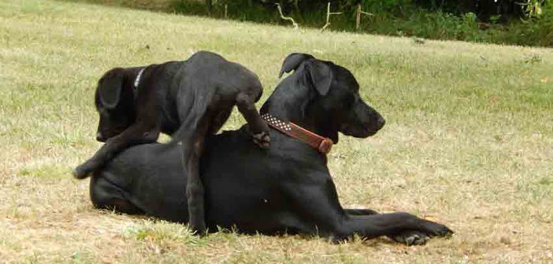 Animal et Compagnon 85 éducation et comportement du chien