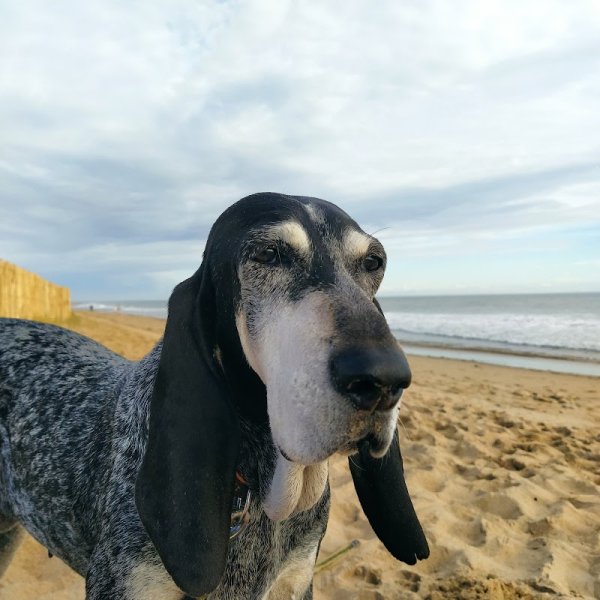 Animal et Compagnon 85 éducation et comportement du chien - photo 2