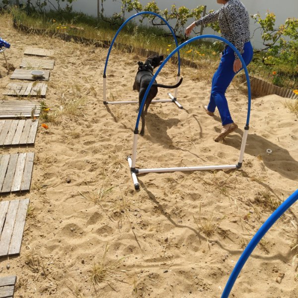 Animal et Compagnon 85 éducation et comportement du chien - photo 3