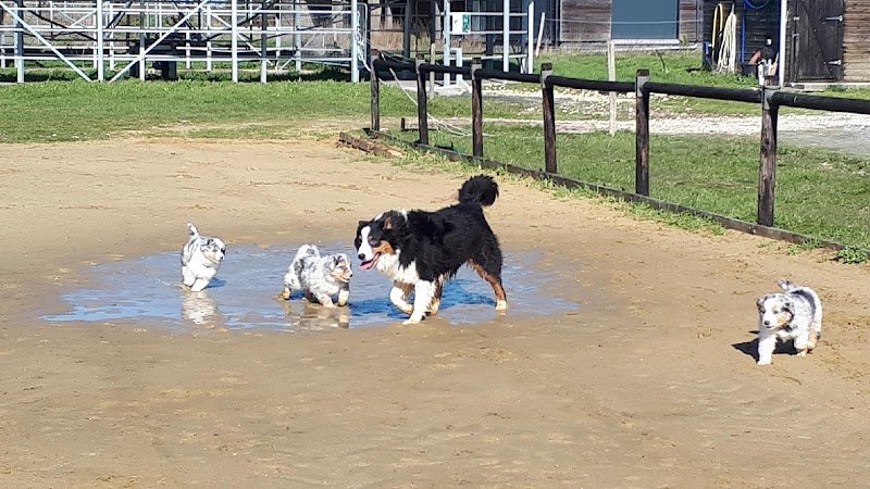 PENSION CANINE et ELEVAGE DU CHAMP DE L'ORMEAU - photo 2