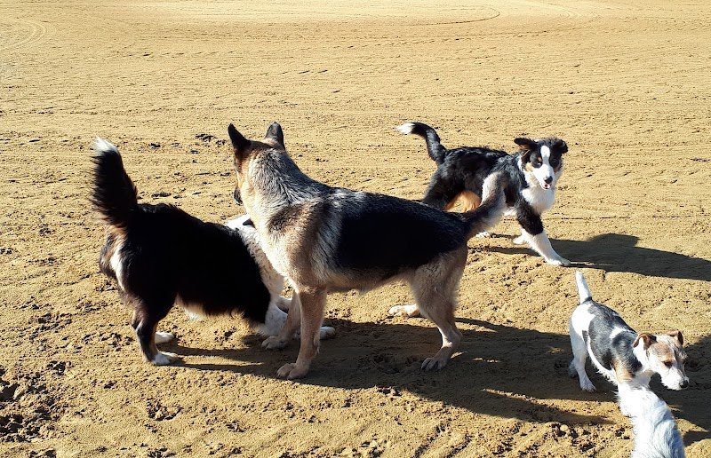 PENSION CANINE et ELEVAGE DU CHAMP DE L'ORMEAU - photo 3