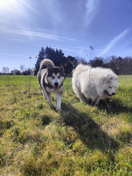 Pole Canin - photo 1